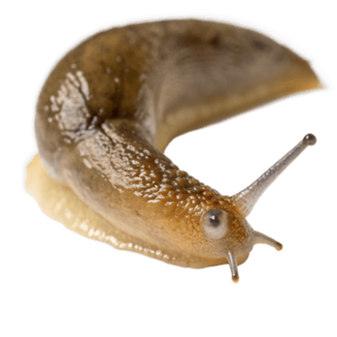 FINGAR SLUG 